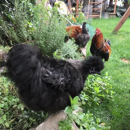 Huehnerstall Zulpich