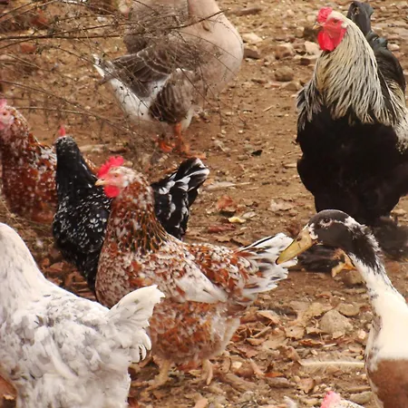 Huehnerstall Apartamento Zulpich