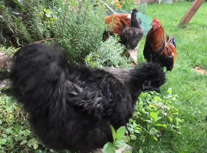 Huehnerstall Zulpich