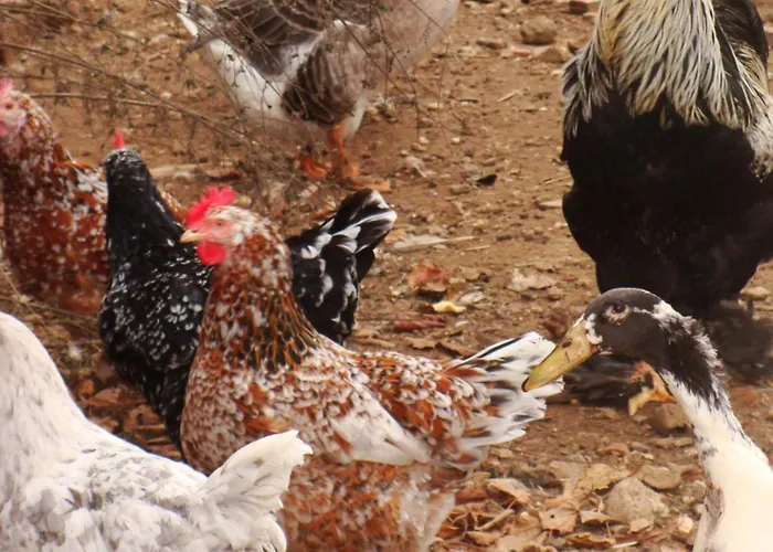 Huehnerstall Appartement Zulpich